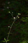 White avens